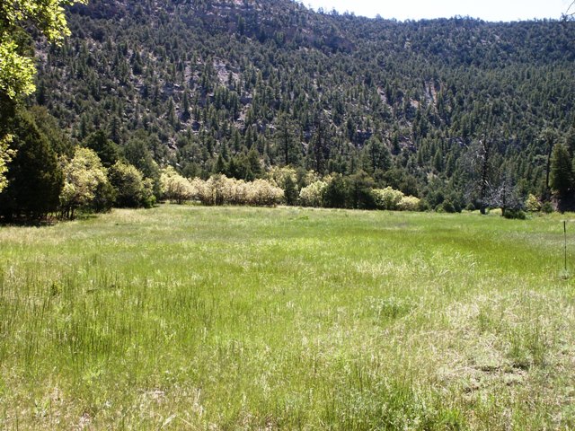 Meadow